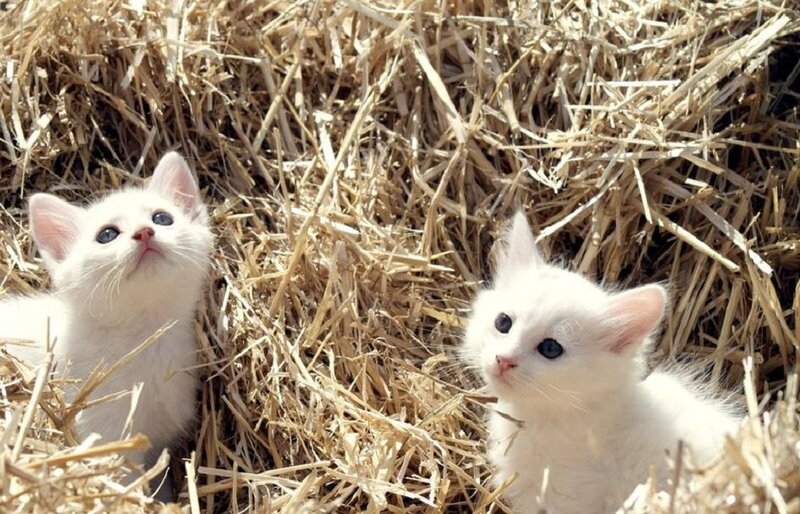 Two White Kittens — Calm
