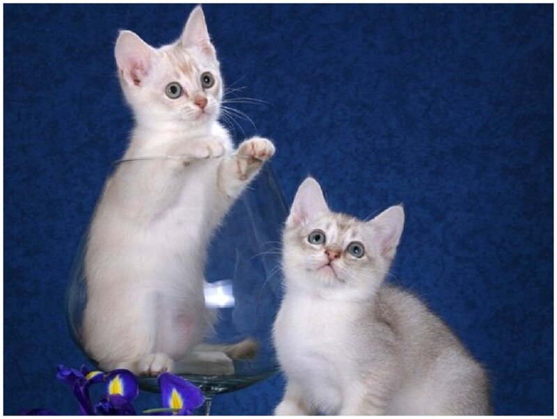 Two White Kittens — Curious