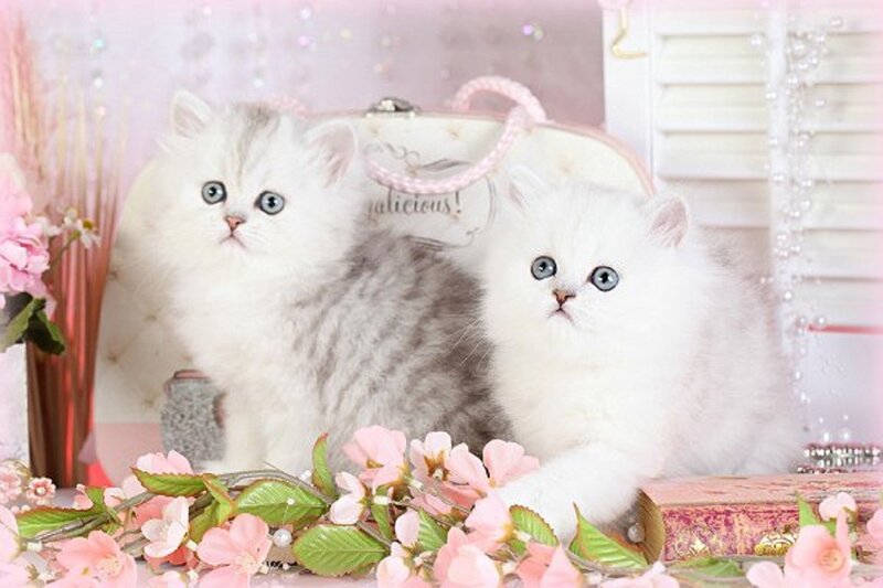 Two White Kittens — Cute