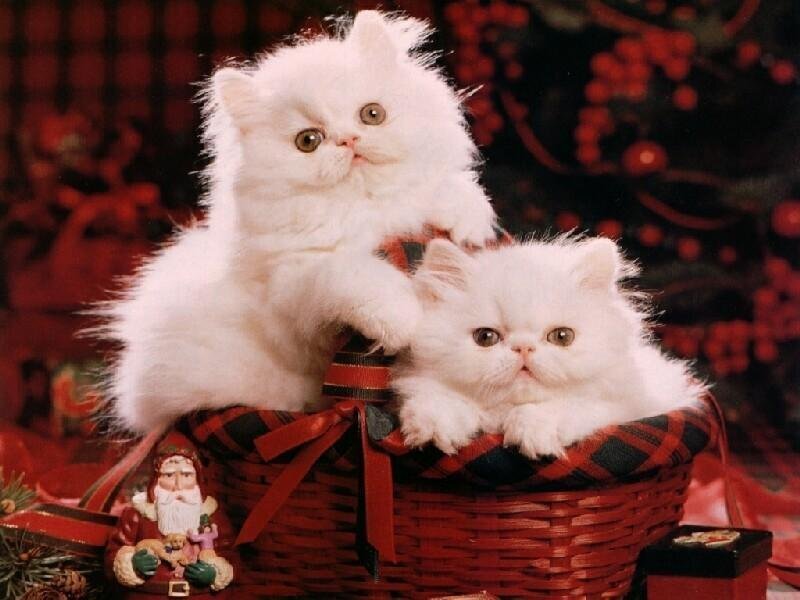 Two White Kittens — Festive