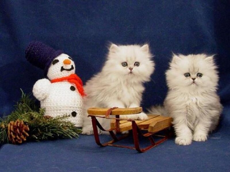 Two White Kittens — Festive, Winter