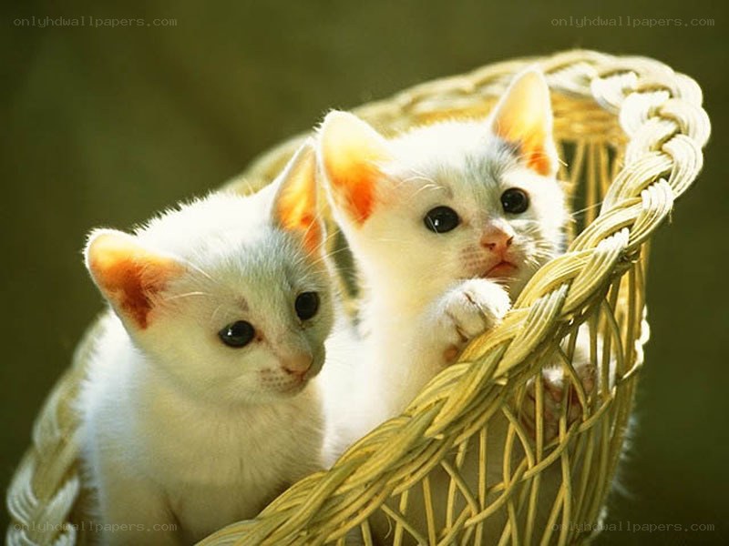 two white kittens in a basket