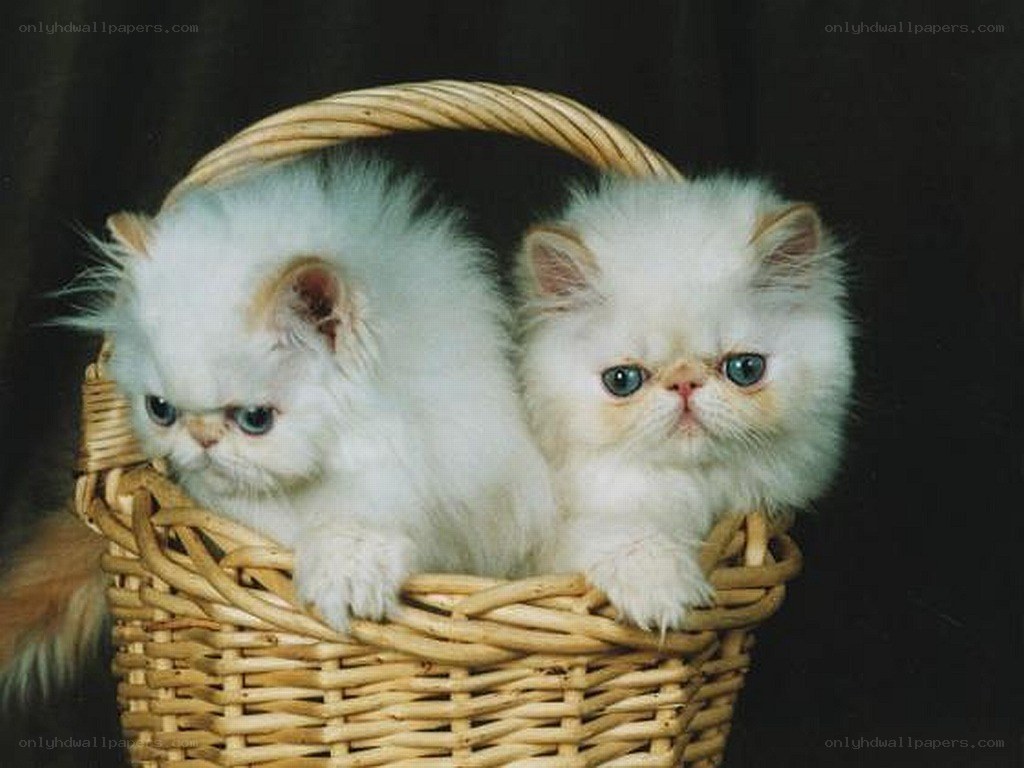 Two white kittens in a basket