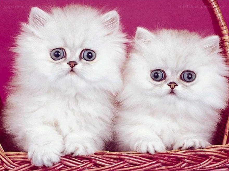 Two white kittens in a basket