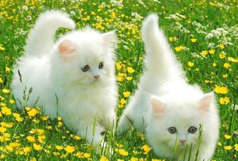 Two white kittens in a field
