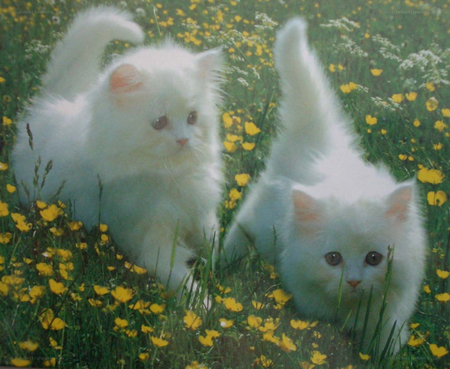 Two white kittens in a field