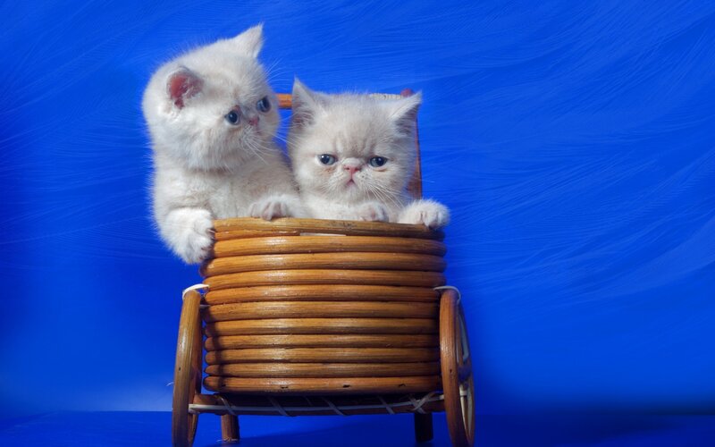 Two White Kittens in Basket — Blue