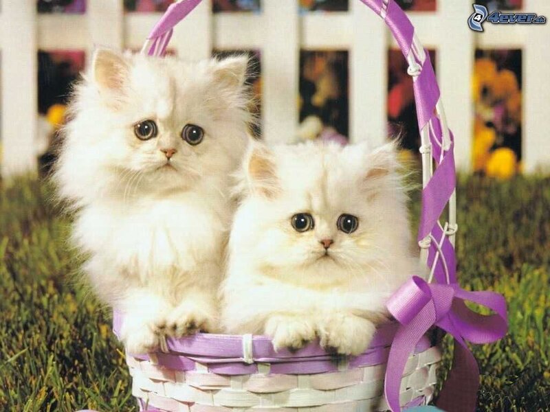 Two White Kittens in Basket — Calm