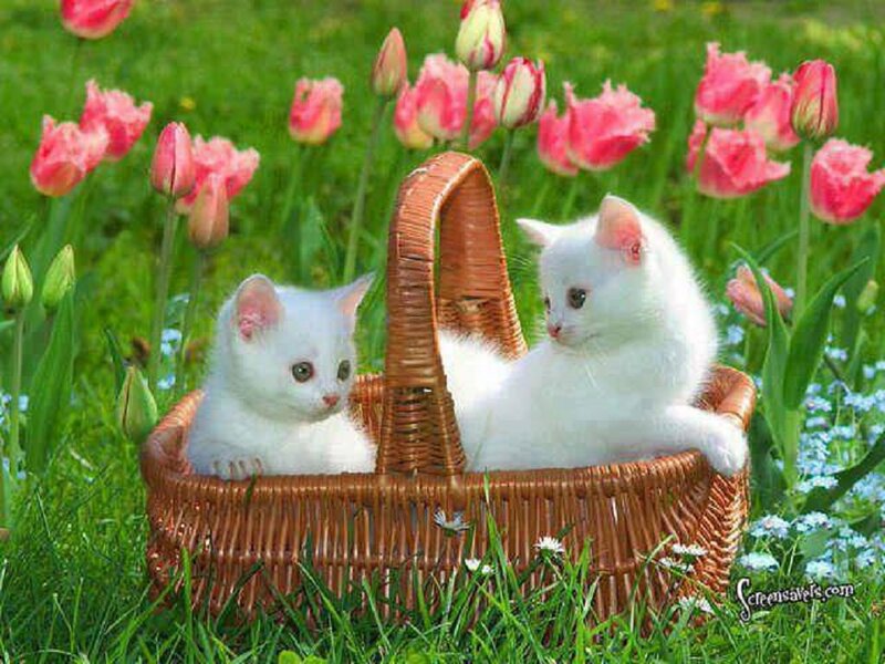 Two White Kittens in Basket — Serene