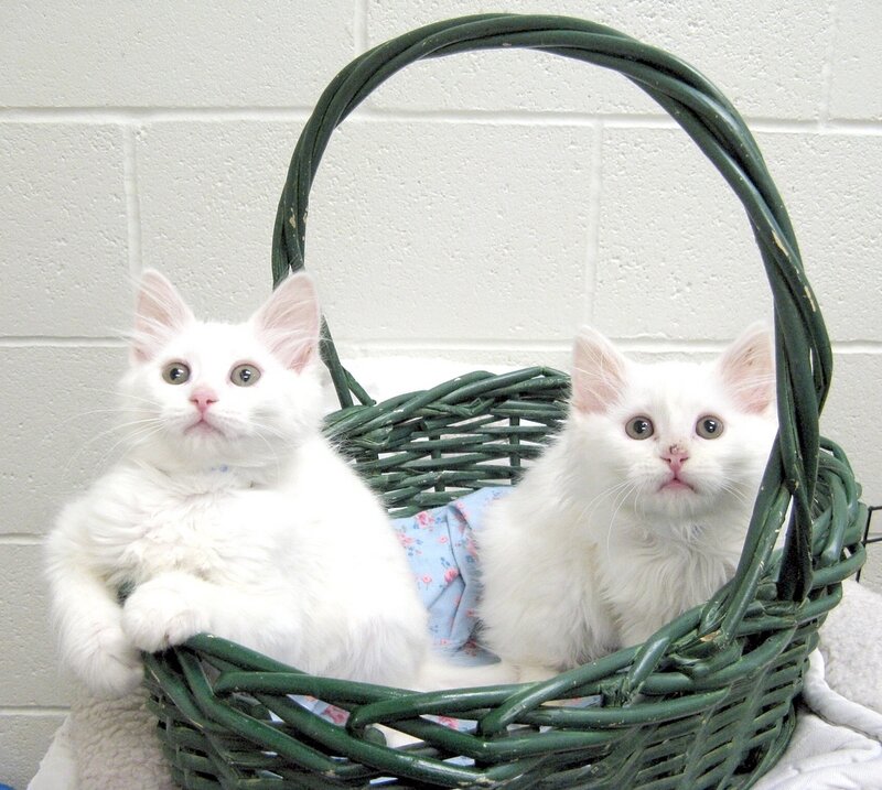 Two White Kittens in Basket