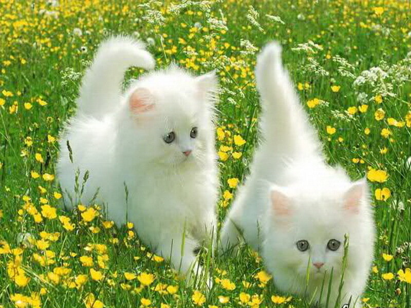 Two White Kittens in Field — Peaceful