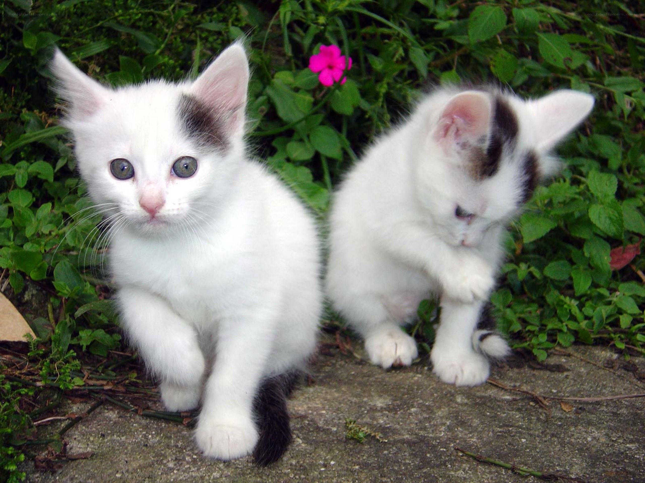 Two white kittens in garden