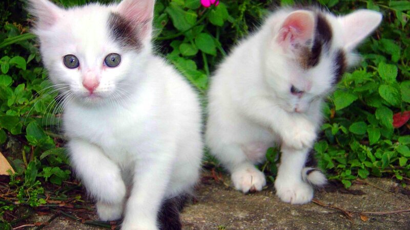 two white kittens in garden