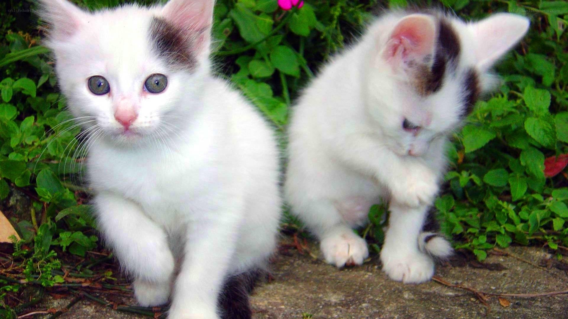two white kittens in garden