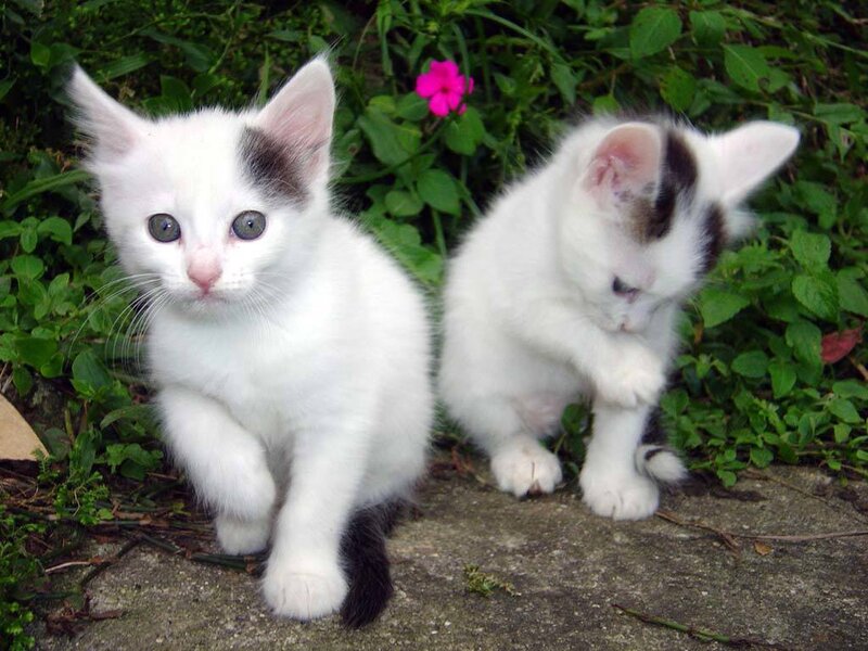 Two white kittens in garden