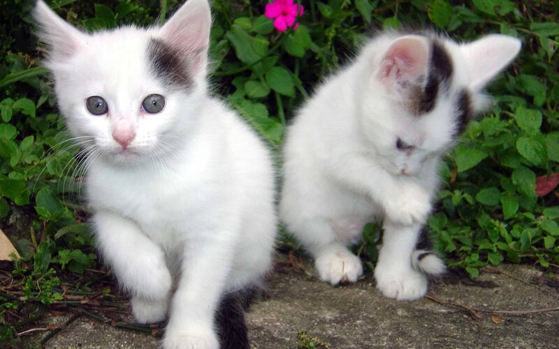 Two white kittens in garden