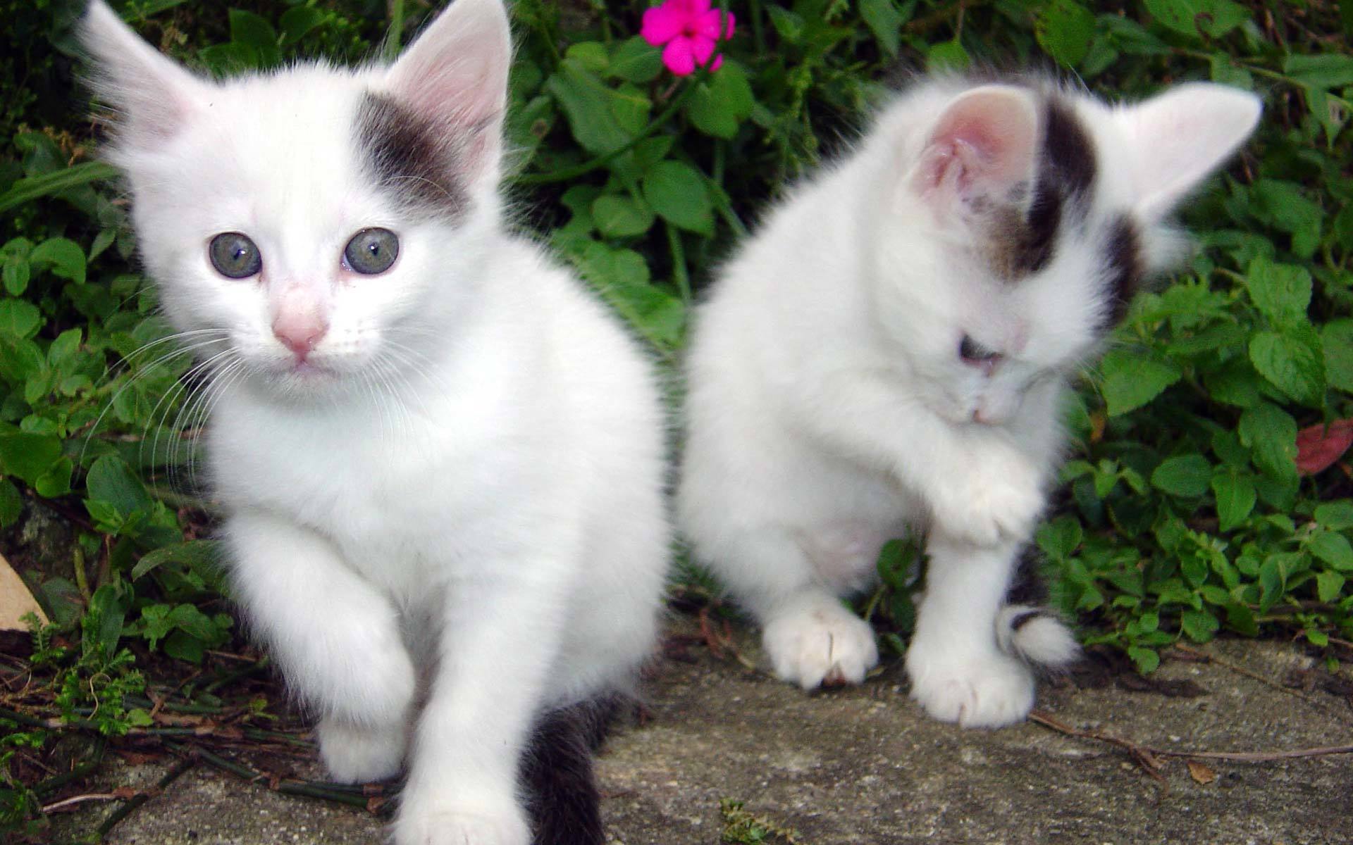 Two white kittens in garden
