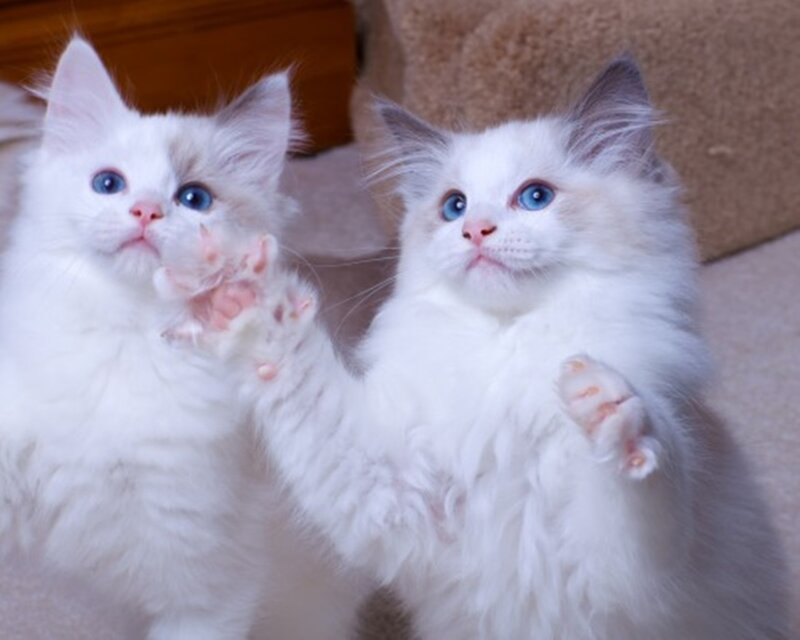 Two White Kittens — Innocent, Photograph, Blue Eyes