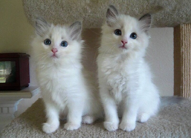 Two White Kittens — Innocent, Photograph, Cat Tree