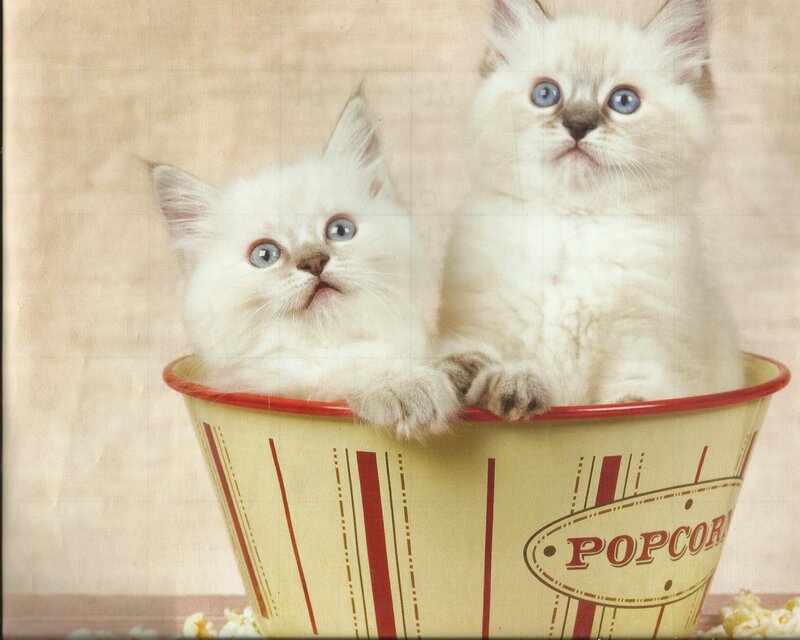 Two White Kittens — Innocent, Photograph, Popcorn Bucket
