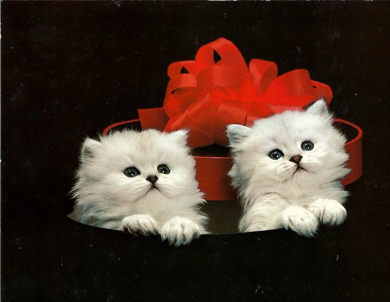 Two White Kittens — Innocent, Photograph