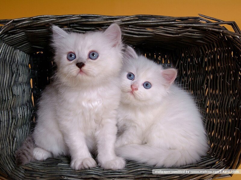 Two White Kittens — Innocent