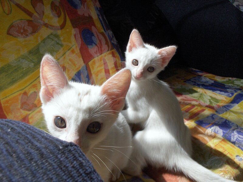 Two white kittens on a couch