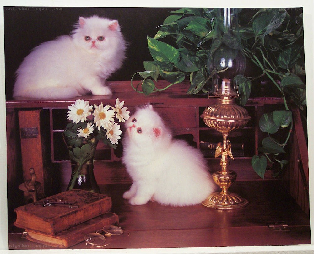Two white kittens on a desk