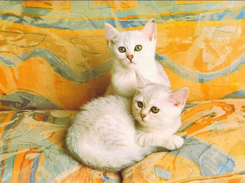 Two white kittens on a patterned couch