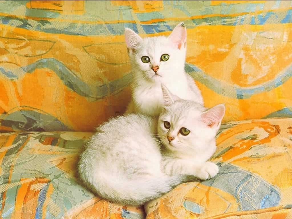 Two white kittens on a patterned couch