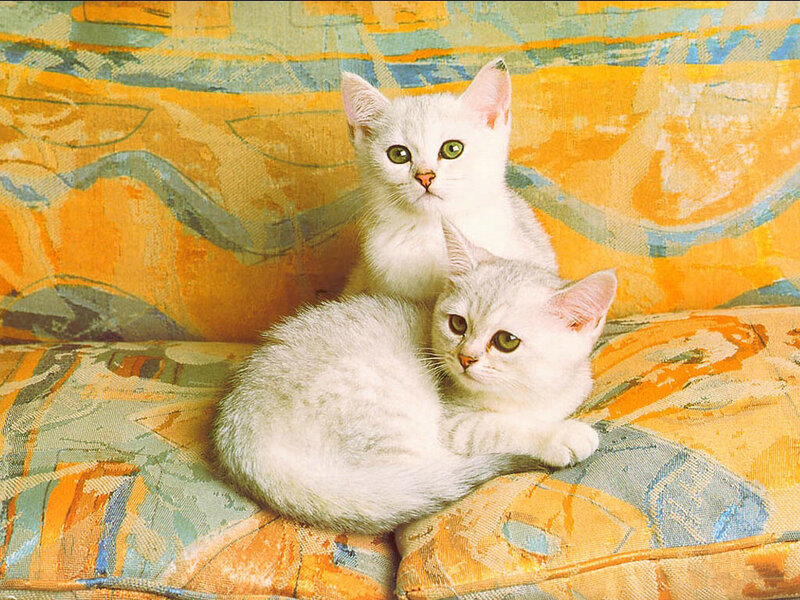 Two White Kittens — Orange