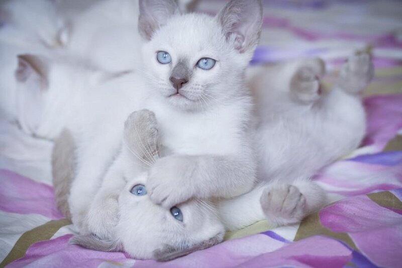 Two White Kittens — Playful, Photograph, Bed