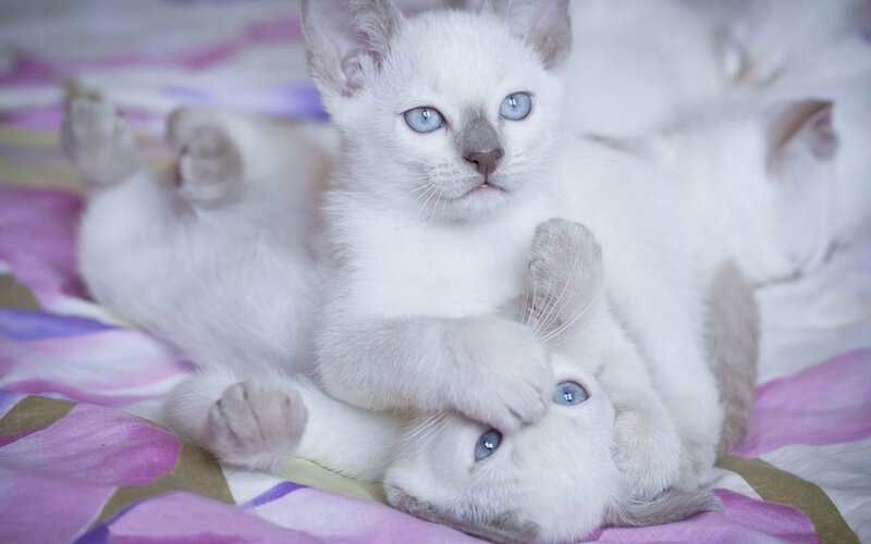 Two White Kittens — Playful, Photograph, Bedding