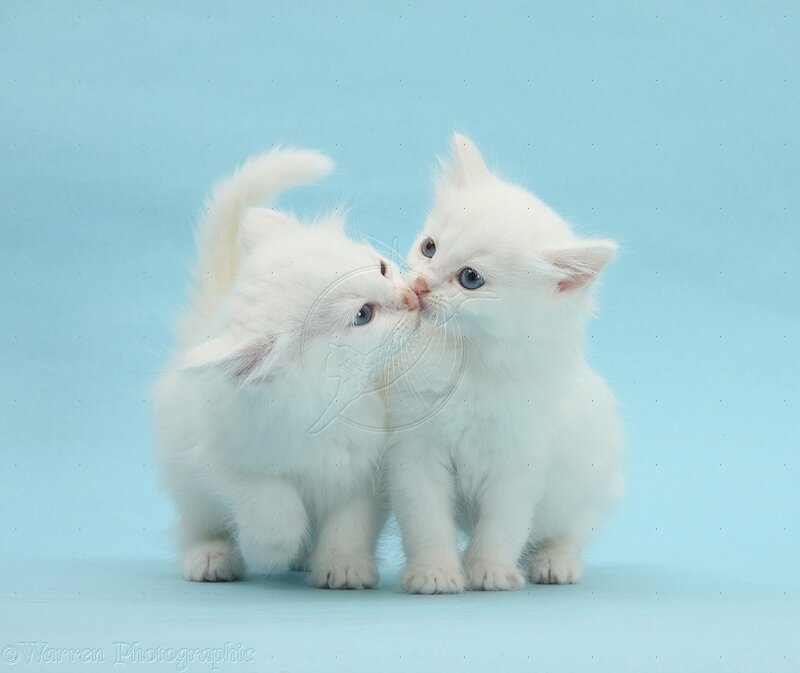 Two White Kittens — Playful, Photograph, Blue Background