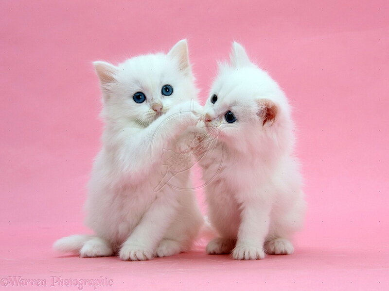 Two White Kittens — Playful, Photograph, Pink Background
