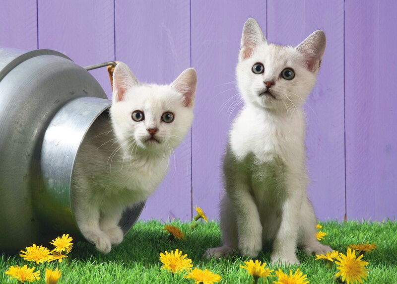 Two White Kittens — Playful, Spring