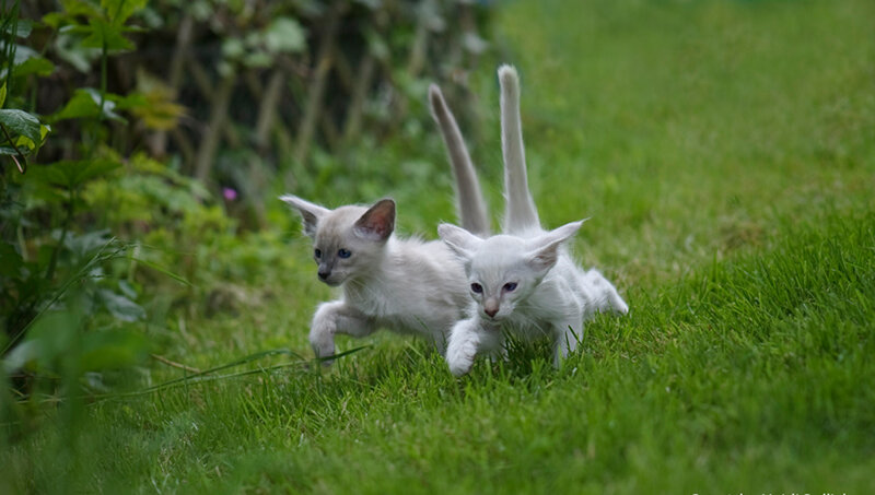 Two White Kittens Playing — Green
