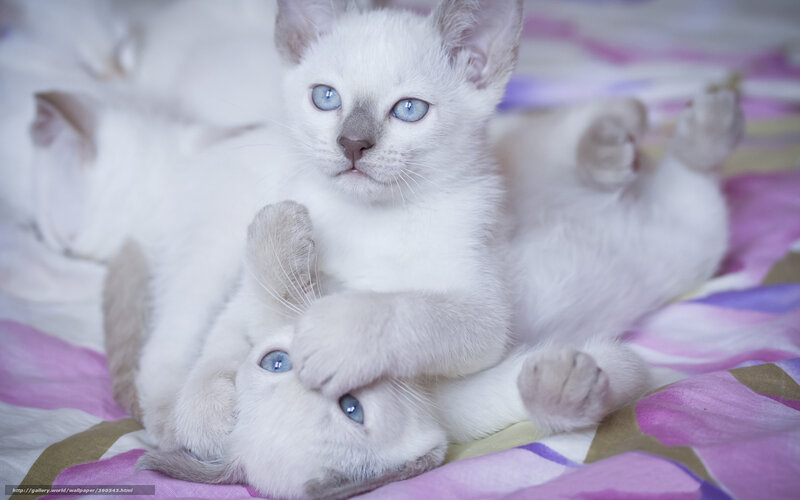 Two White Kittens Playing — Playful, Photograph