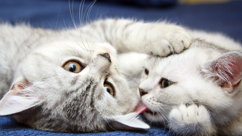 Two White Kittens Playing — Playful