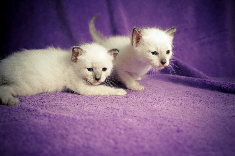 Two White Kittens — Purple, Calm