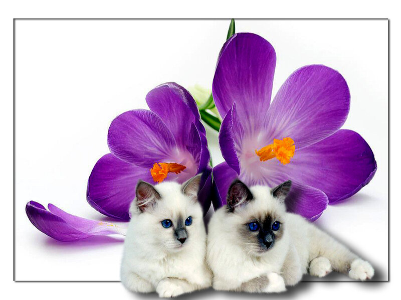 Two White Kittens — Purple