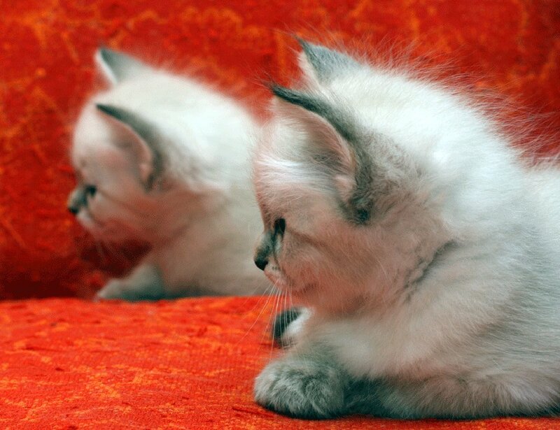 Two White Kittens — Red