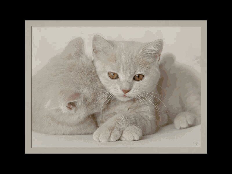 two white kittens resting