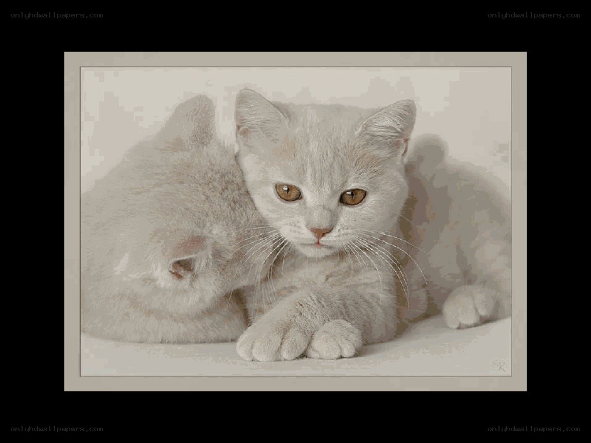 two white kittens resting