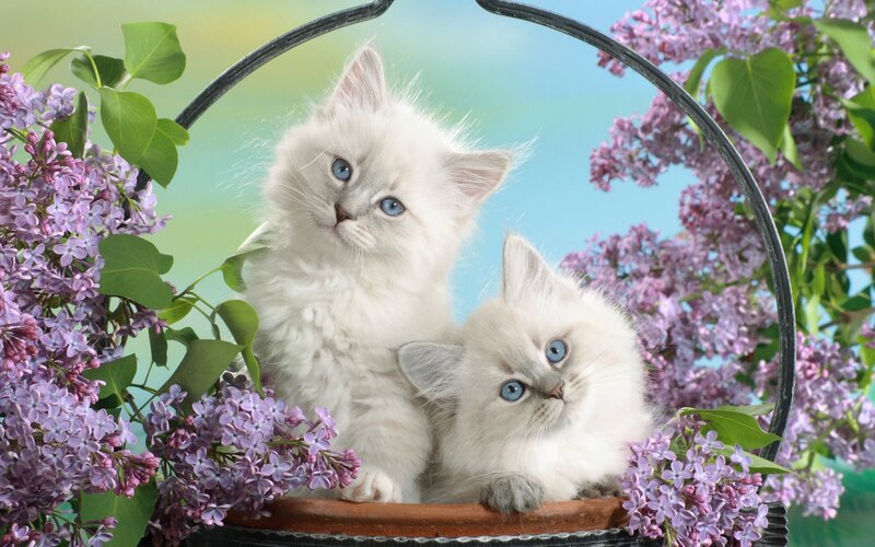Two White Kittens — Serene, Basket