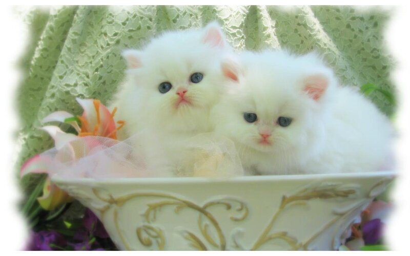 Two White Kittens — Serene, Photograph, Flowers, Lace