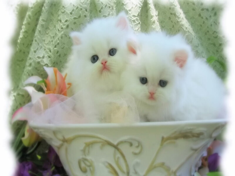 Two White Kittens — Serene, Photograph, Flowers