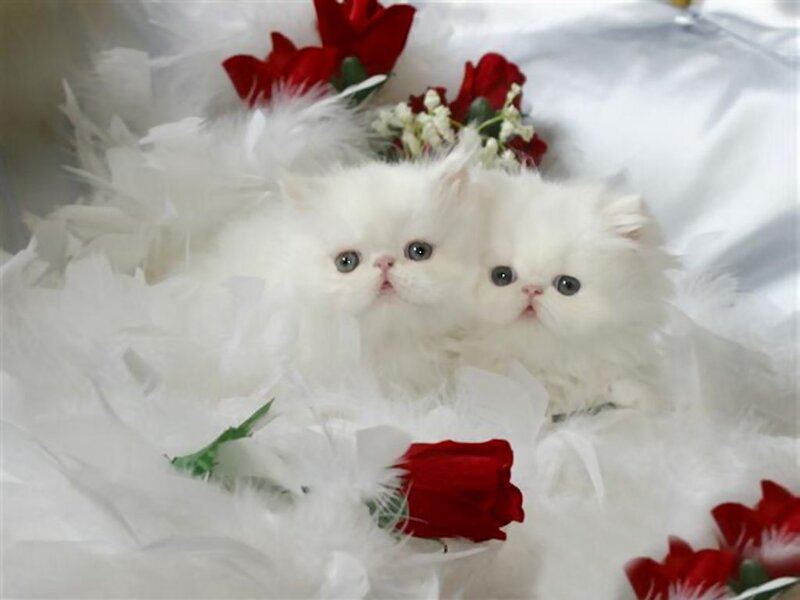 Two White Kittens — Serene, Photograph