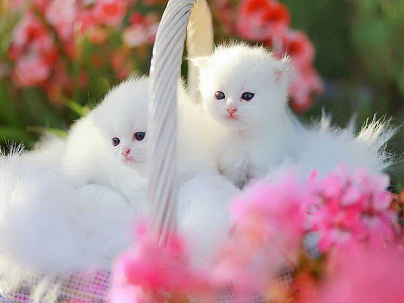 Two White Kittens — Serene, Spring, Photograph, Basket, Flowers