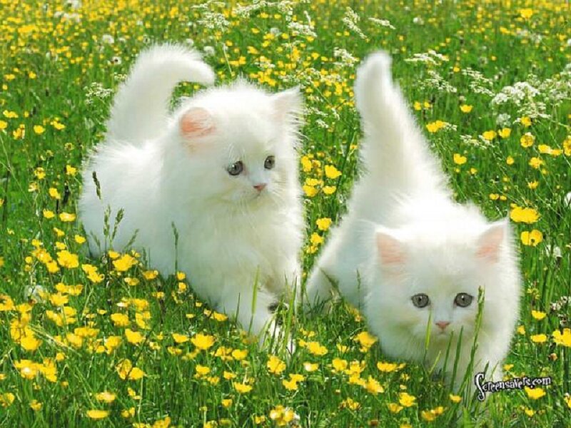 Two White Kittens — Serene, Spring, Photograph, Flowers